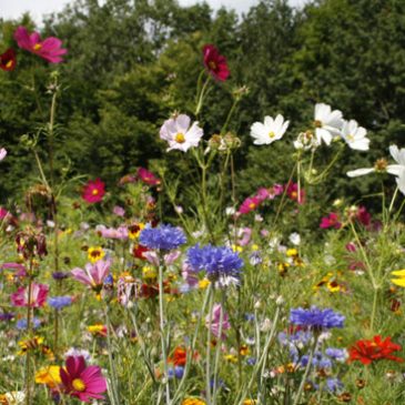 BijenBloemen