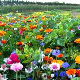 Eetbare Bloemen
