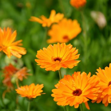 Goudsbloem of Calendula