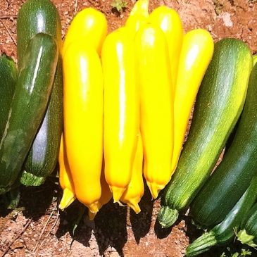 Kan je er nou van leven, van die tuin?