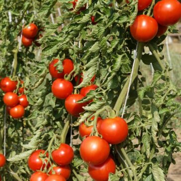 Rondobella, Rode midden-tomaat, phytophthora resistent.