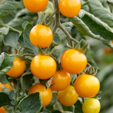 Sunviva, Gele cherry-tomaat, phytophthora resistent.
