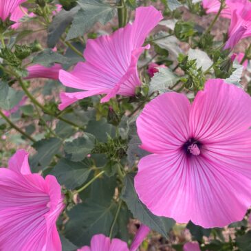 Lavatera